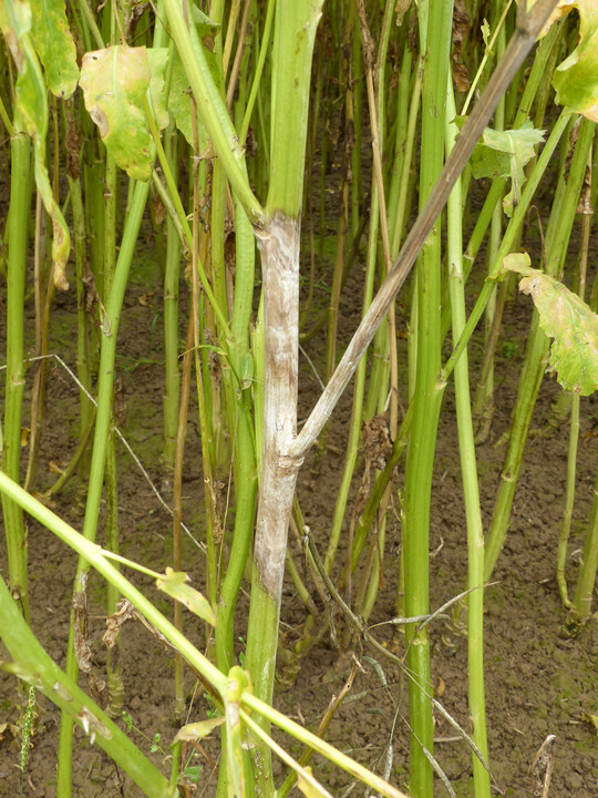 Weistngeligkeit in Raps verursacht durch den Pilz Sclerotinia sclerotiorum fhrt dazu, dass Stengel, Triebe und Schoten oberhalb der Befallstellen gelb und notreif werden und frhzeitig absterben. Dadurch kann es zu empfindlichen Minderertrgen kommen. 