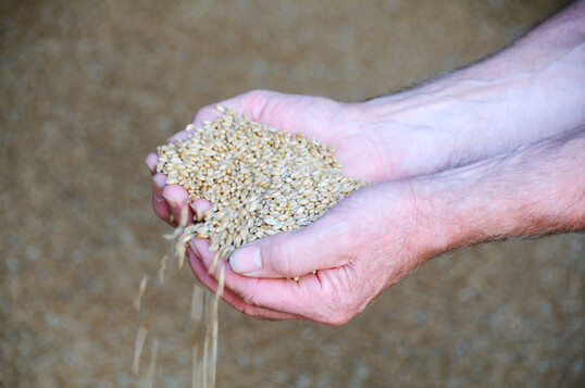 Weizenkrner in einer Hand.