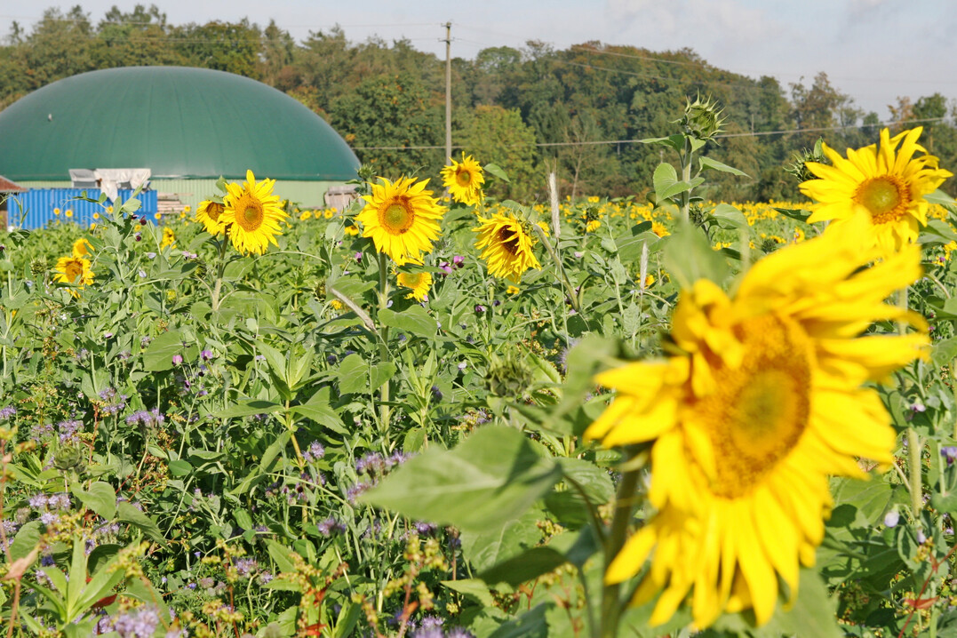 Die weltweite Ernte von Sonnenblumenkernen drfte in der kommenden Saison 2025 einen Hchstwert erreichen. 