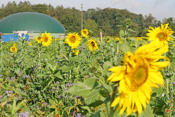 Die weltweite Ernte von Sonnenblumenkernen drfte in der kommenden Saison 2025 einen Hchstwert erreichen. 