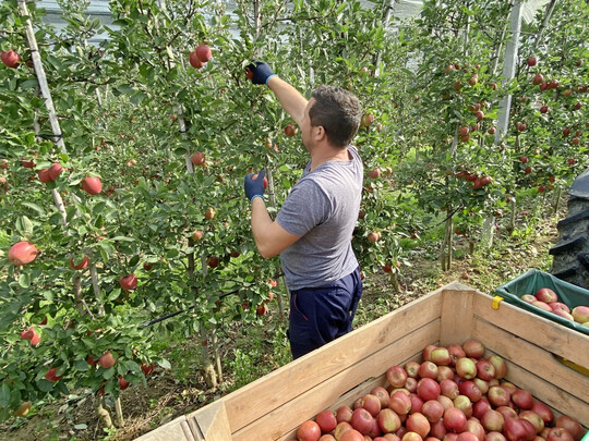 Regionale Marktmacht: Fast jeder zweite deutsche Apfel stammt aus Baden-Wrttemberg.