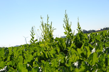 Schosserrüben in einem älteren Bestand.
