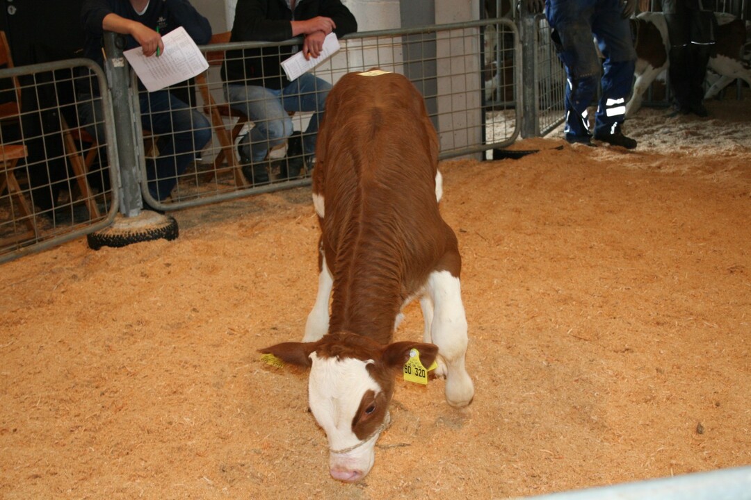 Die Qualitt der VW- Bullenklber auf den Donaueschinger Mrkten ist richtig gut geworden. Hier ein vier Wochen altes Kalb aus der R-Linie, das bereits 81 Kilogramm wog und 270 Euro erzielte und von Bernd Blum aus Elzach-Oberprechtal stammte.