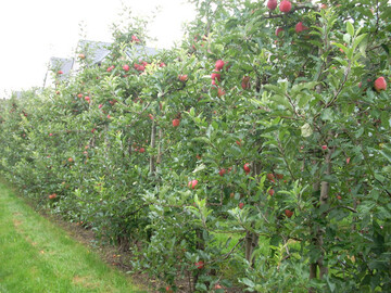 Apfelanlage mit Nachtrieb: Konsequenter Schutz gegen Schorf ist eine Daueraufgabe.