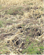 Die Standfestigkeit wird hauptsächlich durch die Länge und Dicke des Halmes beeinflusst. Die Wachstumsregler greifen in die Entwicklungsprozesse der Getreidepflanze in unterschiedlicher Art und Weise ein.