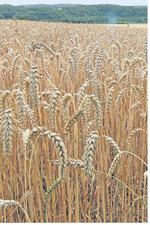 Trotz steigender weltweiter Weizenvorräte könnte Brotweizen im Sommer in den Exportregionen vorübergehend ausverkauft sein.