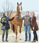 Den Spitzenpreis der Auktion erzielte der Dressurhengst Laurens.
