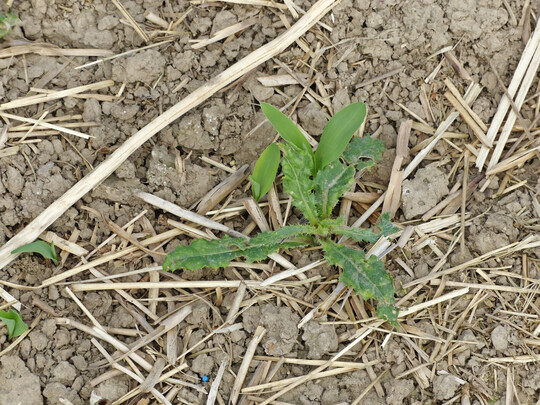 Distel neben zwei Maispflanzen auf einer Direktsaatfläche. Mais ist in der Jugend sehr konkurrenzschwach. Werden Unkräuter nicht ausreichend bekämpft, drohen Ertragsausfälle.
