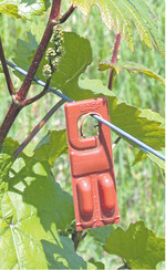 Die Pheromondispenser müssen frühzeitig ausgehängt werden.