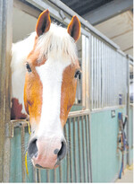 Um eine Virenübertragung zu vermeiden, sollten Stallneuzugänge erst mal separat gehalten werden, bis der Hoftierarzt grünes Licht gibt.