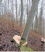 Aufgeschlitzte Buche durch nicht geeignete Fälltechnik und unzureichende Baumbeurteilung.