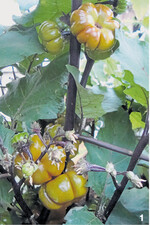 Direkt am Stiel entwickeln sich die Früchte. Zunächst sind sie knallgrün und verfärben sich danach.