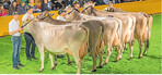 Fünf Tiere der mittleren Braunviehklassen im Ring in Buchloe.