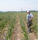 Hitzesommer und Trockenschäden werden immer häufiger auftreten.