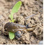 Nach der Saat sollten Rübenflächen kontrolliert werden – sonst droht Jungpflanzen Gefahr.