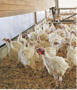 Die Puten auf dem Naturland-Betrieb von Wolfgang Lojdl haben ab der sechsten bis siebten Lebenswoche Zugang zum Wintergarten.