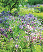 Extensive Gartennutzung: Akeleien suchen sich in diesem ländlichen Zier- und Nutzgarten selber ihren Platz.