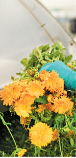 Ringelblumen haben heilende Wirkung für die Haut.