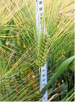 Ob Wintergerste mit Wachstumsreglern behandelt werden muss, hängt unter anderem von pflanzenbaulichen Faktoren ab.