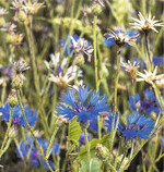 Korbblütler wie die Kornblume können im Getreide mit Tribenuron erfasst werden.