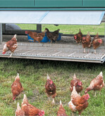 Für Mobilställe gelten die gleichen Vorschriften wie für stationäre Systeme, damit die Tiere sich wohlfühlen und leistungsfähig sind.