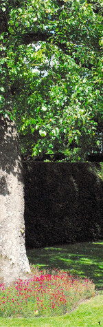 Hier schmücken Polsternelken die Baumscheibe eines Birnbaums.