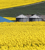 Wer beim Raps bereits die Hälfte der erwarteten Ernte verkauft hat, sollte mit weiteren Vertragsabschlüssen warten.