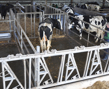  Ab 1. April gilt die berarbeitete Unfallverhtungsvorschrift Tierhaltung. Deckbullen zum Beispiel sind im Laufstall getrennt von der Milchviehherde zu halten.