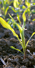 Nun liegen die ersten Nitratgehalte für Silomais vor.