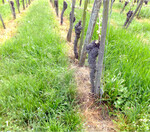 Hier ist das Minimierungsgebot beim Herbizideinsatz vorbildlich eingehalten.