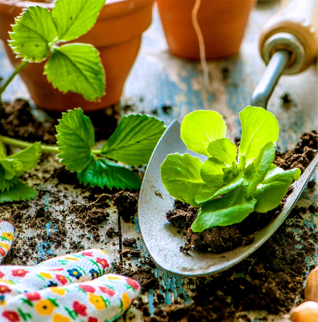 Frhlingsmarkt: Saatgut, Pflnzle, alte Sorten Frher gab es in den Bauerngrten eine enorme Vielfalt an Gemsesorten, Blumen und Krutern – vieles davon ist in Vergessenheit geraten. Diesen Schatz knnen die Besucherinnen und Besucher beim Krnbacher Frhlingsmarkt am 3. April von 10 bis 18 Uhr im Oberschwbischen Museumsdorf Krnbach neu entdecken. Ab 11 Uhr knnen die Besucherinnen und Besucher den Vortrgen von Fachreferenten lauschen. Wetterexperte Roland Roth, Tomatenkenner Michael Schick und viele mehr teilen ihr Wissen. Des Weiteren gibt es Fhrungen mit Irene Bnsch zu Frhlingskrutern. Und mit Alexander Ego und Michaell Ege knnen Interessierte bei einer Fhrung die blhende Streuobstwiese erkunden. Fr die Fhrungen wird um Anmeldung gebeten, online unter www.Museumsdorf-Krnbach.de oder telefonisch unter 07351/526814. Auf die Besucherinnen und Besucher warten auerdem Vorfhrungen aus der Krnbacher Kruterkche und zur Herstellung von Ricotta-Kse oder einer Anti-Aging-Creme. ber 50 Aussteller verkaufen allerhand Ntzliches und Dekoratives fr den heimischen Garten und Balkon. Grtnereien und Samenhndler bieten altes Saatgut und junge Pflnzchen zum Kauf an. Darber hinaus gibt es auch fr die kleinen Besucherinnen und Besucher ein Kinder-Mitmach-Programm und die Mini-Dampfbahn des Schwbischen Eisenbahnvereins ldt zu einer Fahrt ein.
