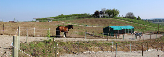 1 Als Zaun fr einen Paddock Trail wird ein mit Kunststoff ummantelter Draht empfohlen.