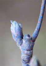 Mit Markierungsspray behandelte Knospen helfen bei der Entscheidung, ob der bereits erfolgte Zuwachs eine erneute Pflanzenschutzmittelbehandlung erfordert, um eine Infektionsgefahr durch Schorf abzuwenden.