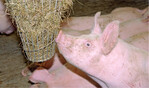 Seit knapp zwei Jahren ist organisches und faserreiches Beschäftigungsmaterial für Schweine gesetzlich vorgeschrieben.