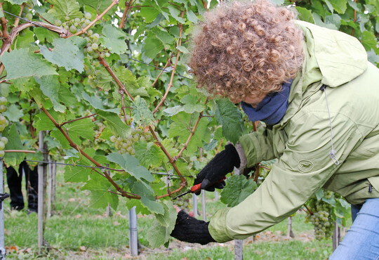Erzeugung und Verbrauch von Wein leiden unter einem Nachfragerckgang.