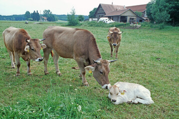 Braunvieh auf einem Demeter-Betrieb in Baden-Wrttemberg.