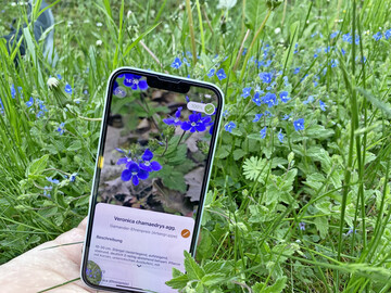 Anwendung der App Flora Incognita auf dem Feld.