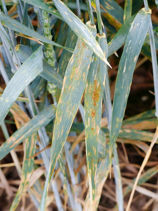 Braunrost ist gut erkennbar an den rostfarbenen Pusteln auf der Blattoberseite. Bei warmen und feuchten Temperatur kann sich Braunrost sehr rasch ausbreiten und den Blattapparat zum Absterben bringen. In Gebieten mit Weinbauklima und bei anflligen Sorten (ab BSA-Note 5) auch in khleren Gebieten sollte behandelt werden, sobald die ersten Pusteln beo-bachtet werden.