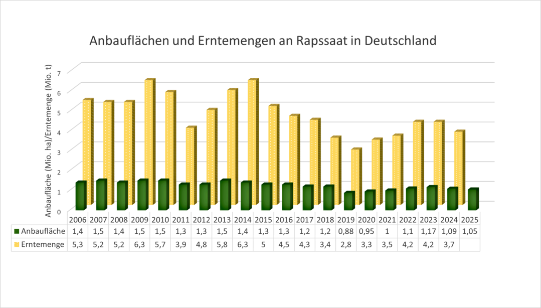 Die Anbauflchen fr Rapssaat liegen in diesem Jahr niedriger als noch ein Jahr zuvor. Entsprechend niedriger werden die Erntemengen fr die lfrchte ausfallen.