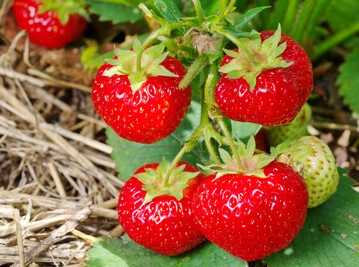 Die Hauptsaison fr Erdbeeren in Deutschland ist etwa von Mitte Mai bis Anfang August.