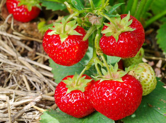 Die Hauptsaison fr Erdbeeren in Deutschland ist etwa von Mitte Mai bis Anfang August.