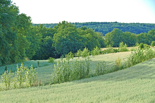 Trotz Agroforst mit Haferanbau: Kein Pflanzenbau bindet mehr Kohlenstoff als ein Naturwald, der statt des Ackers auf der Flche stehen knnte.