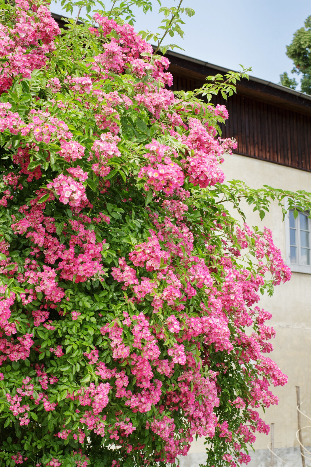 Ramblerrosen sind stark wachsende und üppig blühende Kletterrosen, die sehr besitzergreifend werden können.