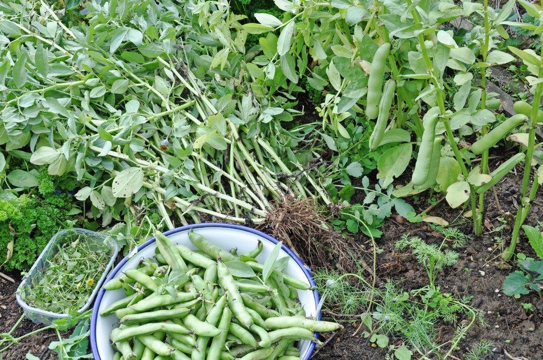 Dicke Bohne: Ernte der reifen Hlsen von Hangdown green im Juli.