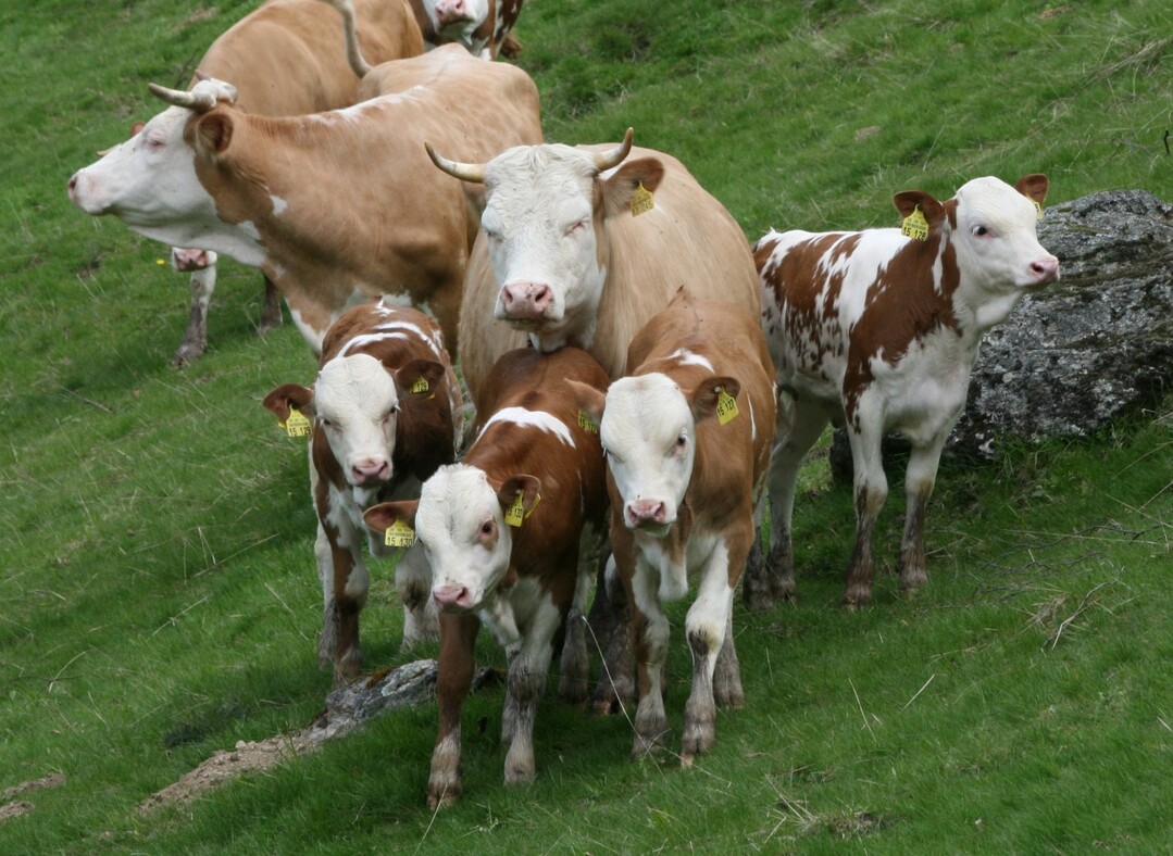  Sehen Sie nicht toll entwickelt aus, die zwei Monate alten Klber der Mutterkuhherde von Wolfgang Laile aus Wieden-Ungendwieden.