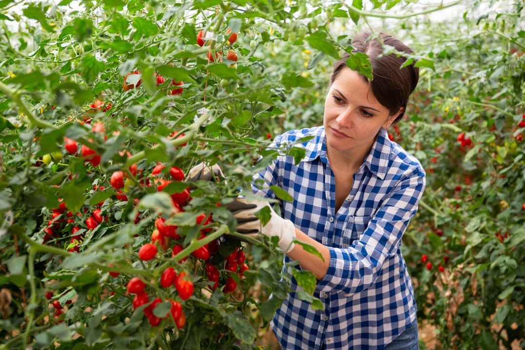 Als erstes werden die reifen Tomaten geerntet.