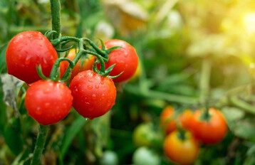 Reife Tomaten am Strauch in der Abendsonne.