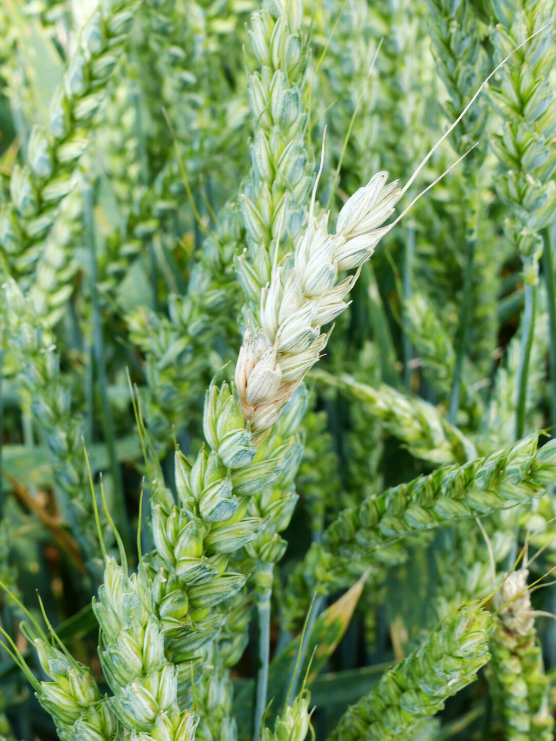 Infektionen mit Fusarium erfolgen whrend der Blte bei feucht-warmen Bedingungen. Der Befall wird etwa zwei bis drei Wochen spter durch ein vorzeitiges Ausbleichen der befallenen hrchen sichtbar. Wenn der Pilz bis zur Spindel vordringt, wird die Nhrstoffzufuhr des darber liegenden Teils der Weizenhre unterbunden, was wiederum zum Ausbleichen der darber gelegenen hrenabschnitte fhren kann (siehe Foto). Einige Fusarium-Arten bilden giftige Stoffwechselprodukte, sogenannte Mykotoxine wie z. B. Deoxynivalenol (DON) oder Zearalenon (ZEA), die je nach Konzentration eine Verwertung der Ernte als Lebens- oder Futtermittel ausschieen knnen.