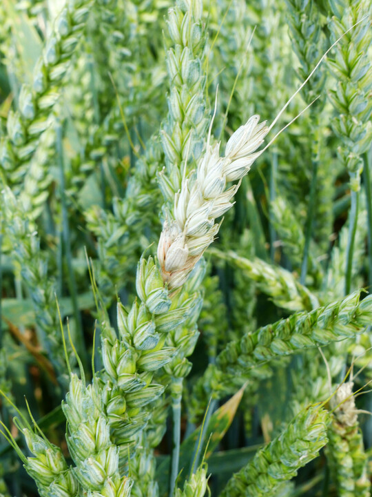 Infektionen mit Fusarium erfolgen während der Blüte bei feucht-warmen Bedingungen. Der Befall wird etwa zwei bis drei Wochen später durch ein vorzeitiges Ausbleichen der befallenen Ährchen sichtbar. Wenn der Pilz bis zur Spindel vordringt, wird die Nährstoffzufuhr des darüber liegenden Teils der Weizenähre unterbunden, was wiederum zum Ausbleichen der darüber gelegenen Ährenabschnitte führen kann (siehe Foto). Einige Fusarium-Arten bilden giftige Stoffwechselprodukte, sogenannte Mykotoxine wie z. B. Deoxynivalenol (DON) oder Zearalenon (ZEA), die je nach Konzentration eine Verwertung der Ernte als Lebens- oder Futtermittel ausschießen können.