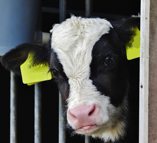 Haben die Klber gengend Kolostrum aufgenommen? Hierfr bietet das Veterinrpharmaunternehmen Boehringer Ingelheim nun einen kostenlosen Diagnostik-Check an. 